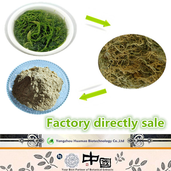 Bladderwrack Seaweed Extract Medicine/Cosmetic/Food Grade Iodine